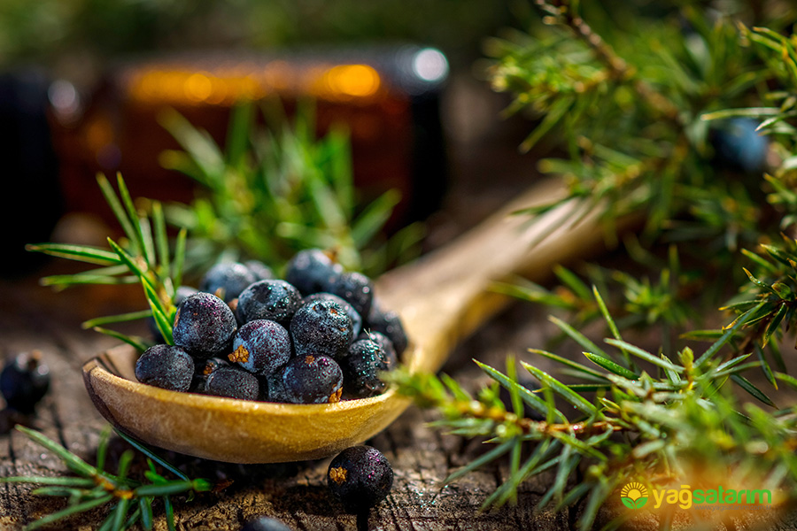 yagsatarim.com.tr - ARDIÇ UÇUCU YAĞI 10 ML