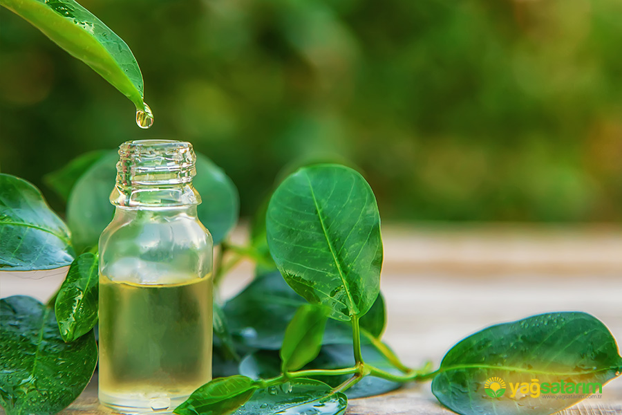 yagsatarim.com.tr - ÇAY AĞACI UÇUCU YAĞI 10 ML