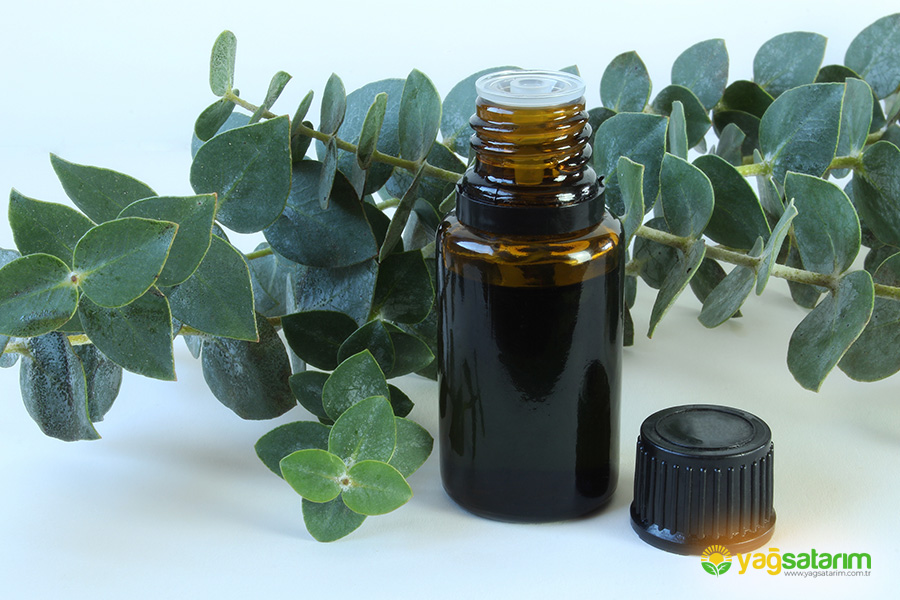 yagsatarim.com.tr - OKALİPTÜS UÇUCU YAĞI 10 ML
